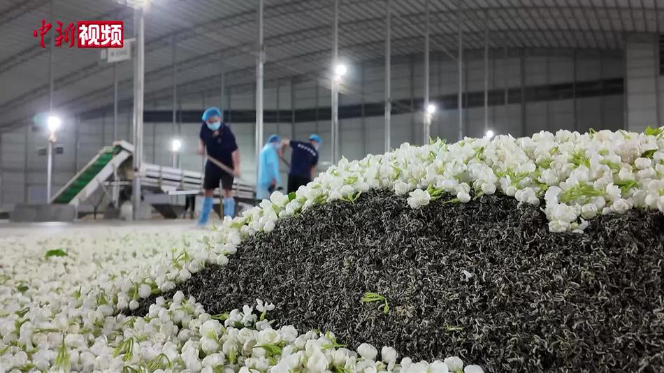 茉莉花茶是怎么制作的？带你探访茉莉花茶窨制过程