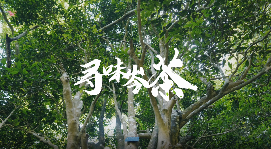 千年古茶树“重生记”：广西茶人育出“茶王”品种