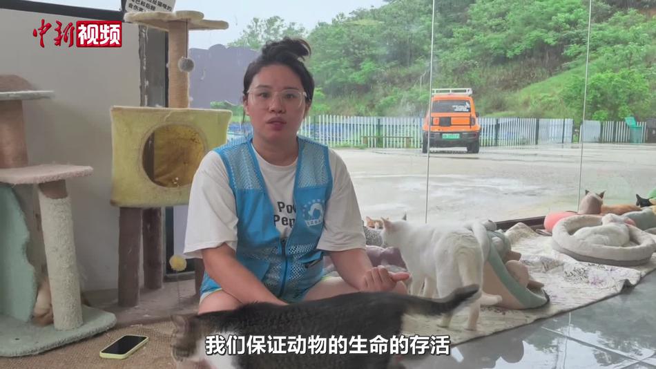 广西柳州震后守护：一收养中心80余只流浪猫被妥善照顾
