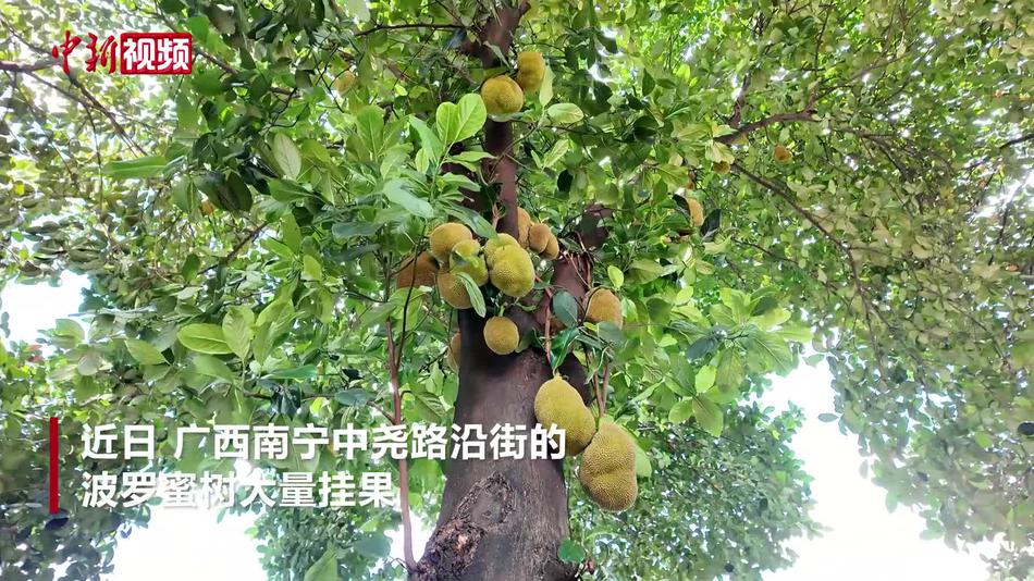 绿化带成“果园” 广西南宁街头挂满波罗蜜