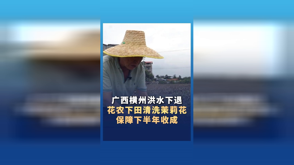 广西横州洪水下退，花农下田清洗茉莉花，保障下半年收成
