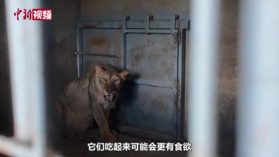探访贵港动物园灾后现状 负责人：幸存动物情况逐渐好转