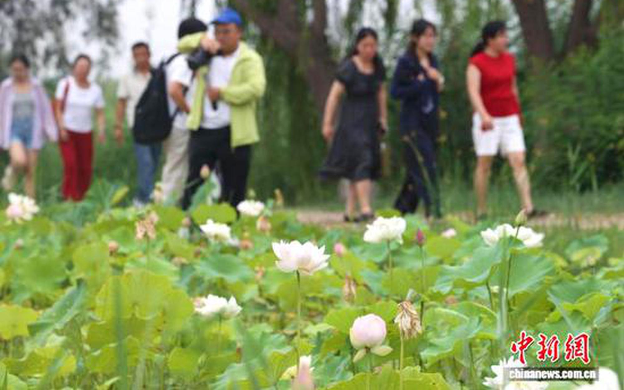 宁夏银川鸣翠湖荷花绽放引游人