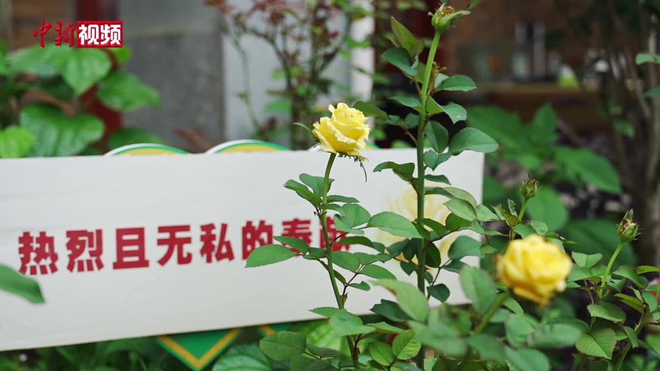 以花为名缅怀黄文秀 “文秀”月季将开遍广西百色百坭村