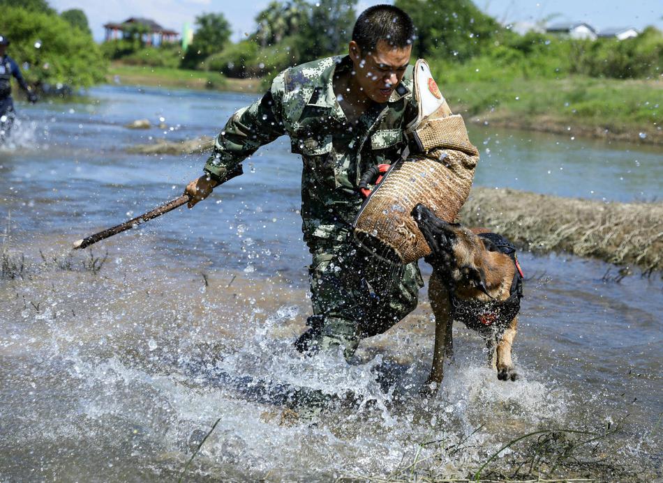 广西贺州：水域实战砺警犬