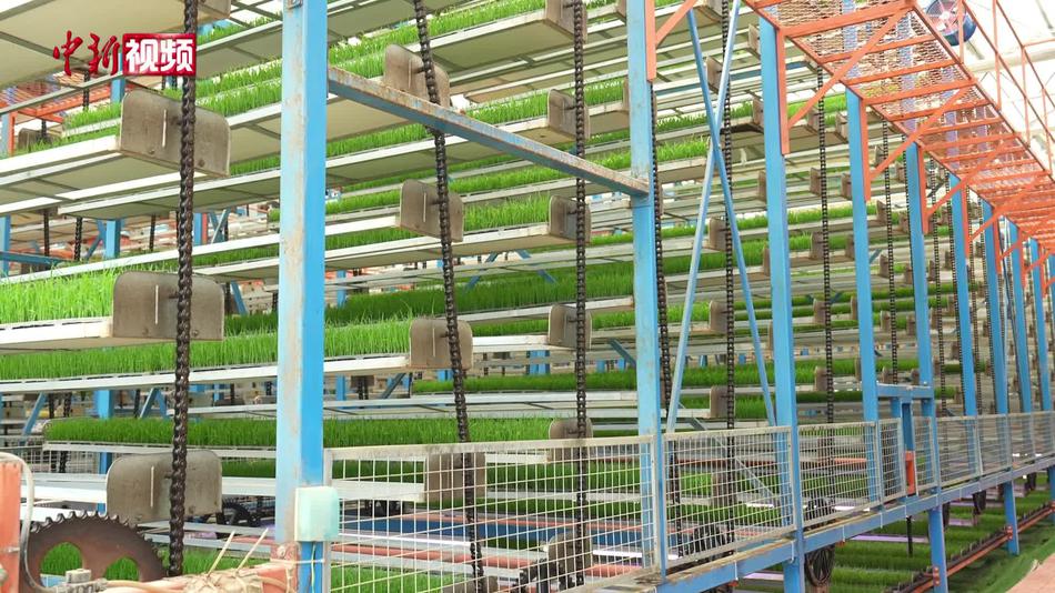 一株秧苗牵起湘桂情 湖南靖州1800亩水稻秧苗驰援广西
