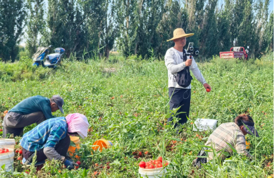 和静县:八棵树番茄搭上电商快车道,助力群众增收-中新网·新疆