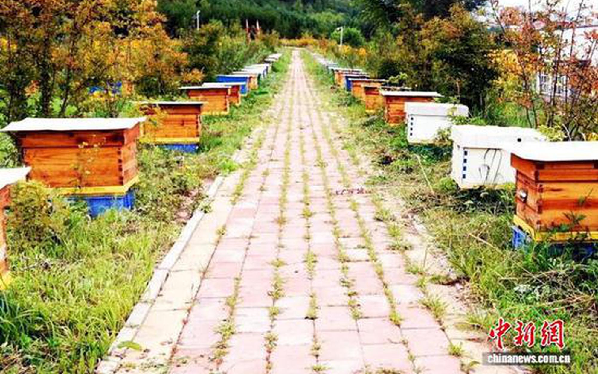 宁夏泾源：科技赋能中蜂产业 做大乡村“甜蜜经济”