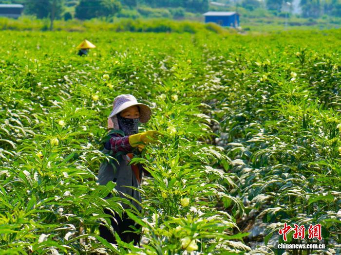 “百年菜乡”广西贺州鲜嫩秋葵抢鲜供港