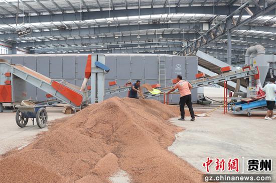 七星关区酒用高粱加工收购中心工人在流水线上作业。李金苗 摄