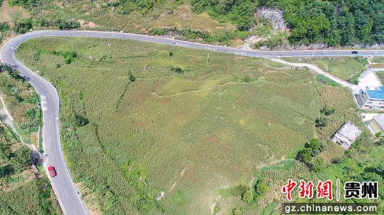 田坎乡高粱种植基地。万飘阳 摄