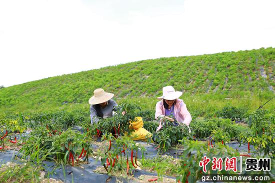 村民正趁晴好天气采收辣椒。杨婷 摄