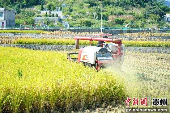 茅坝镇官院坝区，联合收割机帮农户收水稻。