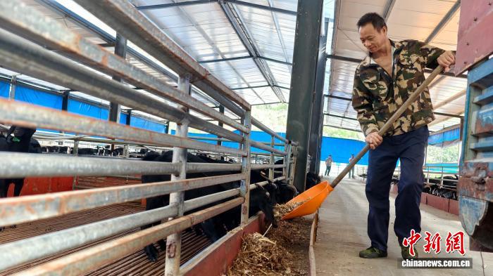 广西大化：黑山羊养殖富农家