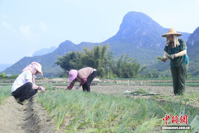 广西乡村秋种香葱忙 小葱成富民“金钥匙”