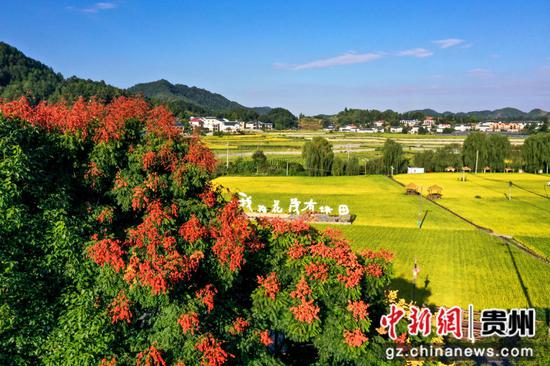 9月6日，遵义播州区枫香镇花茂村的稻谷成熟了，呈现丰收景象。李仁军 摄