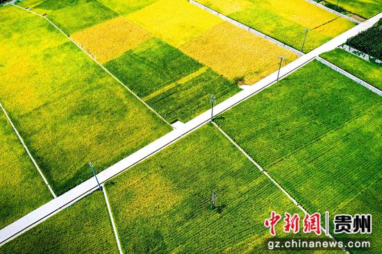 9月6日，贵州省遵义市播州区枫香镇土坝村秋日稻田景色。李仁军  摄