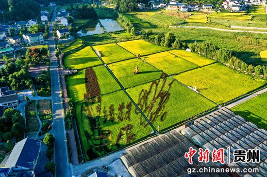 遵义播州区枫香镇花茂村的稻谷成熟了，呈现丰收景象。李仁军 摄