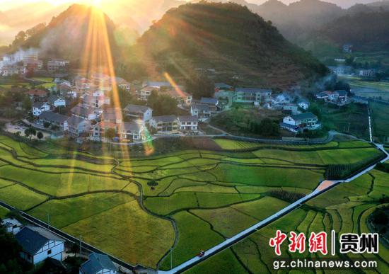 9月6日，遵义播州区枫香镇花茂村的稻谷成熟了，呈现丰收景象。李仁军 摄