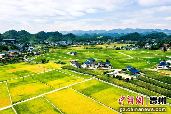 贵州省遵义市播州区枫香镇土坝村秋日稻田景色。李仁军  摄
