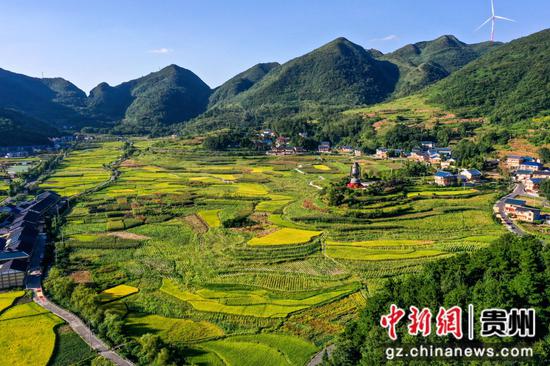 遵义市播州区枫香镇苟坝村稻谷成熟的景色。李仁军 摄
