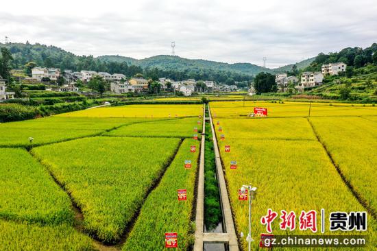 贵州省遵义播州区石板镇沐恩寺秋日稻田景色。李仁军 摄