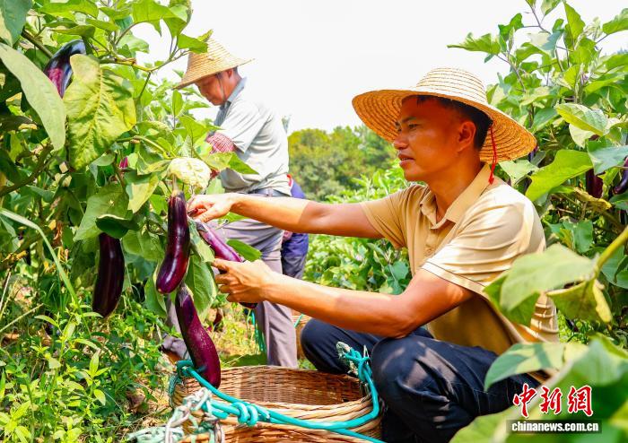 广西苍梧茄子丰收采收忙 特色产业助农增收