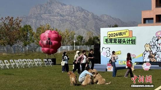银川“毛茸茸碰头计划”解锁文旅消费新赛道
