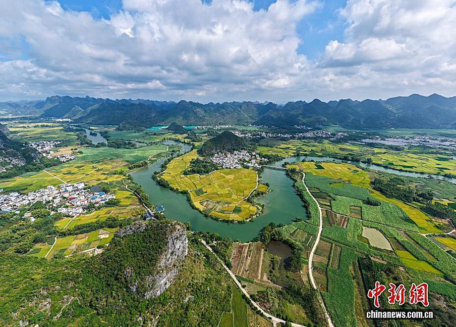 广西乡村晚稻丰收在望 喀斯特田园绘就壮乡秋景