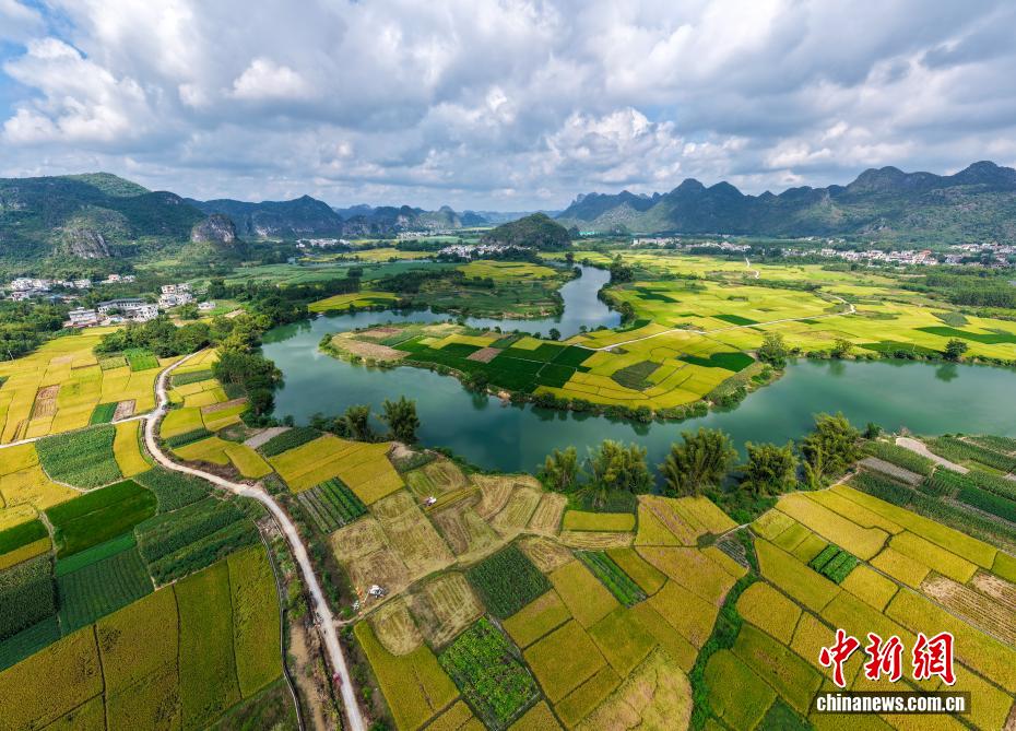 广西乡村晚稻丰收在望 喀斯特田园绘就壮乡秋景
