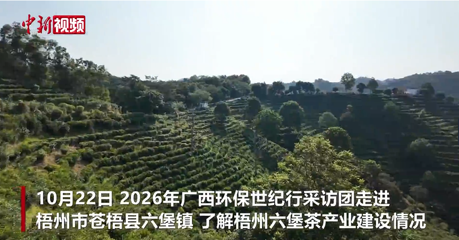 广西梧州六堡茶搭乘平陆运河“快船”出口东盟